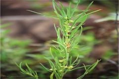 Hybanthus vatsavayae